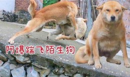 爆料狗狗打架视频,一场宠物间的生死较量