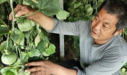 种植达人视频爆料盐,盐的神奇作用与巧妙运用