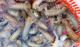 皮皮虾网红小羊私人订制吃瓜,私人订制吃瓜盛宴