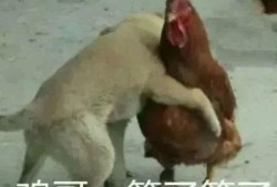 福清鸡哥爆料事件视频最新,揭秘事件背后真相