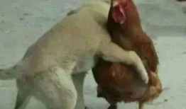 福清鸡哥爆料事件视频最新,揭秘事件背后真相