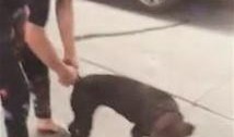 爆料狗狗打架视频,一场宠物间的生死较量