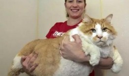 泰国肥猫吃瓜视频大全免费观看,萌态百出，欢乐无限