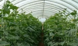 种植达人视频爆料盐,盐的神奇作用与巧妙运用