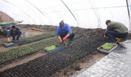 种植达人视频爆料盐,盐的神奇作用与巧妙运用