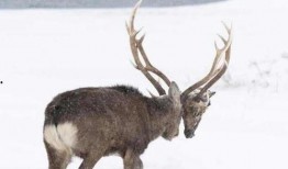 最新季节爆料鹿角,鹿角绽放，探寻鹿角生长的奥秘