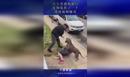 爆料狗狗打架视频,一场宠物间的生死较量
