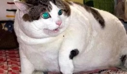 泰国肥猫吃瓜视频大全免费观看,萌态百出，欢乐无限