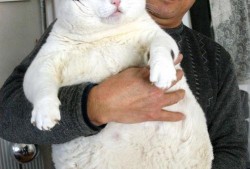 泰国肥猫吃瓜视频大全免费观看,萌态百出，欢乐无限