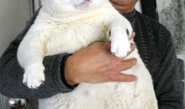 泰国肥猫吃瓜视频大全免费观看,萌态百出，欢乐无限