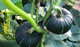 韩城吃瓜事件网红是谁呀,揭秘网红背后的真相