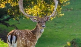 最新季节爆料鹿角,鹿角绽放，探寻鹿角生长的奥秘