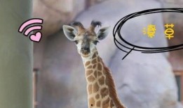 最新季节爆料鹿角,鹿角绽放，探寻鹿角生长的奥秘